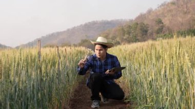 Ekose gömlekli zeki bir Asyalı çiftçi gün batımı ışınları altında araştırma yapmak için buğday ve arpa tarlasında çalışıyor. Konsept 4k video hasat et