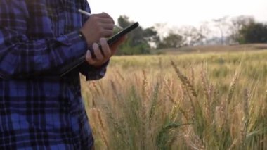 Ekose gömlekli zeki bir Asyalı çiftçi gün batımı ışınları altında araştırma yapmak için buğday ve arpa tarlasında çalışıyor. Konsept 4k video hasat et