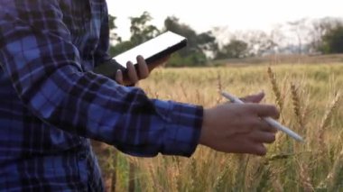 Ekose gömlekli zeki bir Asyalı çiftçi gün batımı ışınları altında araştırma yapmak için buğday ve arpa tarlasında çalışıyor. Konsept 4k video hasat et