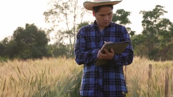Mądry Młody Azjatycki Rolnik Koszuli Kratę Pracuje Polu Pszenicy Jęczmienia — Wideo stockowe