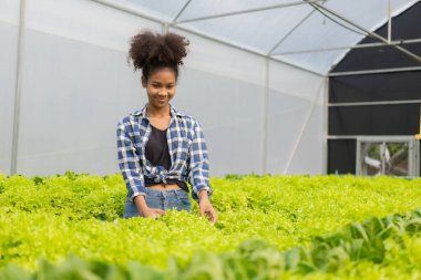 Mutlu genç kadın çiftçi taze yeşil meşe salatasını denetliyor. Organik hidrofonik sebzeler çiftlikte.