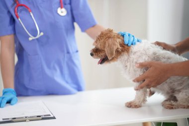 Üzgün küçük bir köpek yavrusu veteriner kliniğinde yıllık check-up yaptırmış. Veteriner, bir Shih Tzu köpeğinin pençelerini bandajlıyor..