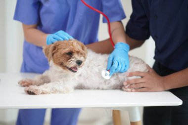 Üzgün küçük bir köpek yavrusu veteriner kliniğinde yıllık check-up yaptırmış. Veteriner, bir Shih Tzu köpeğinin pençelerini bandajlıyor..