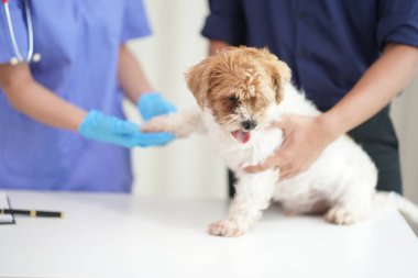 Üzgün küçük bir köpek yavrusu veteriner kliniğinde yıllık check-up yaptırmış. Veteriner, bir Shih Tzu köpeğinin pençelerini bandajlıyor..