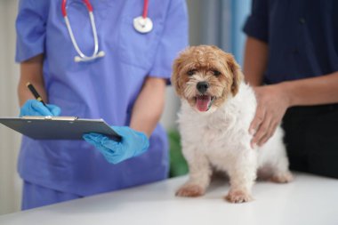 Üzgün küçük bir köpek yavrusu veteriner kliniğinde yıllık check-up yaptırmış. Veteriner, bir Shih Tzu köpeğinin pençelerini bandajlıyor..