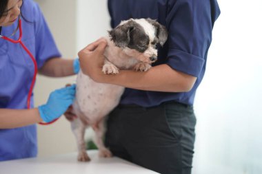 Üzgün küçük bir köpek yavrusu veteriner kliniğinde yıllık check-up yaptırmış. Veteriner, bir Shih Tzu köpeğinin pençelerini bandajlıyor..