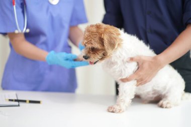 Modern bir veteriner kliniğinde bir Panshi Tzu yavrusu muayene masasına oturur. Bu arada, bir kadın veteriner, profesyonel bir veteriner tarafından muayene edilen sağlıklı bir köpeğin sağlığını değerlendirir..