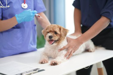 Modern bir veteriner kliniğinde bir Panshi Tzu yavrusu muayene masasına oturur. Bu arada, bir kadın veteriner, profesyonel bir veteriner tarafından muayene edilen sağlıklı bir köpeğin sağlığını değerlendirir..