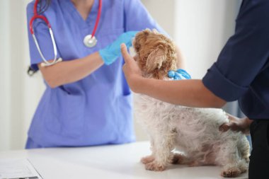 Modern bir veteriner kliniğinde bir Panshi Tzu yavrusu muayene masasına oturur. Bu arada, bir kadın veteriner, profesyonel bir veteriner tarafından muayene edilen sağlıklı bir köpeğin sağlığını değerlendirir..