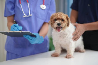 Modern bir veteriner kliniğinde bir Panshi Tzu yavrusu muayene masasına oturur. Bu arada, bir kadın veteriner, profesyonel bir veteriner tarafından muayene edilen sağlıklı bir köpeğin sağlığını değerlendirir..