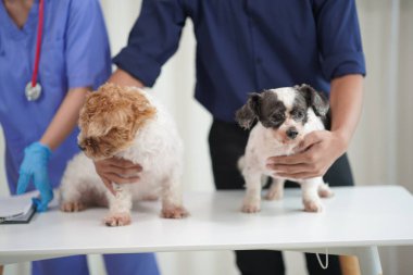 Modern bir veteriner kliniğinde bir Panshi Tzu yavrusu muayene masasına oturur. Bu arada, bir kadın veteriner, profesyonel bir veteriner tarafından muayene edilen sağlıklı bir köpeğin sağlığını değerlendirir..