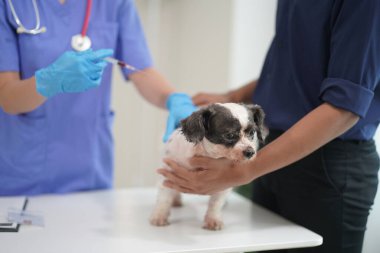 Modern bir veteriner kliniğinde bir Panshi Tzu yavrusu muayene masasına oturur. Bu arada, bir kadın veteriner, profesyonel bir veteriner tarafından muayene edilen sağlıklı bir köpeğin sağlığını değerlendirir..