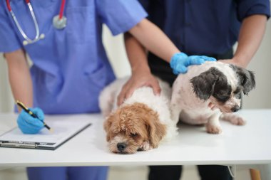 Modern bir veteriner kliniğinde bir Panshi Tzu yavrusu muayene masasına oturur. Bu arada, bir kadın veteriner, profesyonel bir veteriner tarafından muayene edilen sağlıklı bir köpeğin sağlığını değerlendirir..