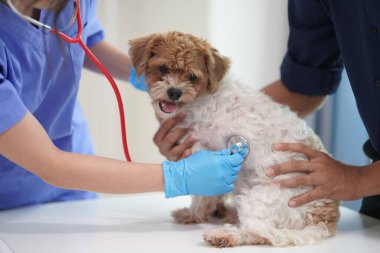 Dost canlısı bir erkek veteriner, veteriner kliniğindeki hayvanlarla ilgilenirken Shih Tzu köpeğini muayene ediyor. Hayvan muayeneleri, testler ve ofis içi aşılar.