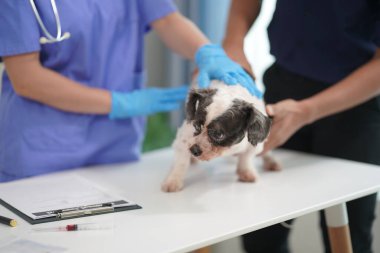 Dost canlısı bir erkek veteriner, veteriner kliniğindeki hayvanlarla ilgilenirken Shih Tzu köpeğini muayene ediyor. Hayvan muayeneleri, testler ve ofis içi aşılar.