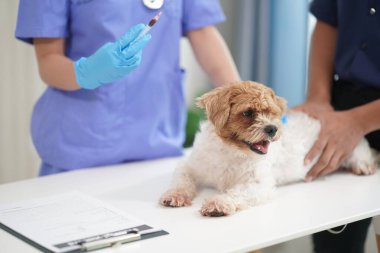 Veteriner kliniği. Veterinerlik doktoru, yakınlardaki bir klinikte yıllık kontroller için küçük köpekleri tedavi eder..