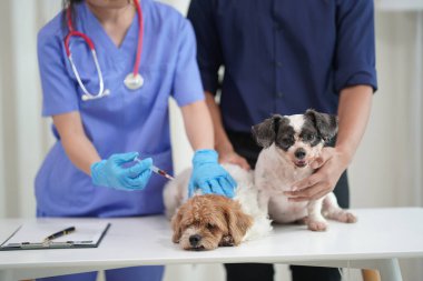Veteriner kliniği. Veterinerlik doktoru, yakınlardaki bir klinikte yıllık kontroller için küçük köpekleri tedavi eder..