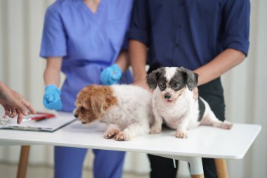 Veteriner kliniği. Veterinerlik doktoru, yakınlardaki bir klinikte yıllık kontroller için küçük köpekleri tedavi eder..