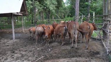 Çiftlikte birkaç inek tutuluyordu ve akşam boyunca dinleniyorlardı..
