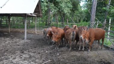 Çiftlikte birkaç inek tutuluyordu ve akşam boyunca dinleniyorlardı..