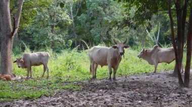 Çiftlikte birkaç inek tutuluyordu ve akşam boyunca dinleniyorlardı..