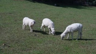 Tarımla, tarımla, çiftliklerle, koyunlarla ve tarım, sürdürülebilirlik ve hayvan bakımıyla ilgili kavramlarla kaplı bir çayırda duran koyunlar..