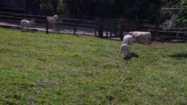 Tarımla, tarımla, çiftliklerle, koyunlarla ve tarım, sürdürülebilirlik ve hayvan bakımıyla ilgili kavramlarla kaplı bir çayırda duran koyunlar..