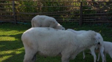 Tarımla, tarımla, çiftliklerle, koyunlarla ve tarım, sürdürülebilirlik ve hayvan bakımıyla ilgili kavramlarla kaplı bir çayırda duran koyunlar..