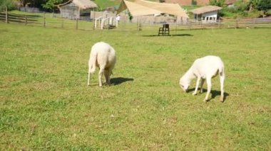 Tarımla, tarımla, çiftliklerle, koyunlarla ve tarım, sürdürülebilirlik ve hayvan bakımıyla ilgili kavramlarla kaplı bir çayırda duran koyunlar..