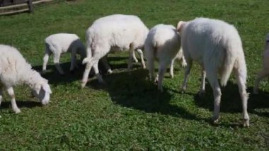 Tarımla, tarımla, çiftliklerle, koyunlarla ve tarım, sürdürülebilirlik ve hayvan bakımıyla ilgili kavramlarla kaplı bir çayırda duran koyunlar..