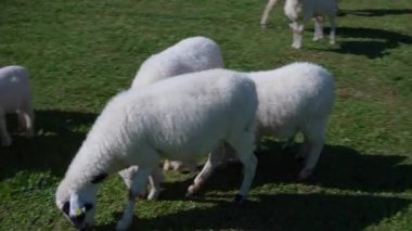 Tarımla, tarımla, çiftliklerle, koyunlarla ve tarım, sürdürülebilirlik ve hayvan bakımıyla ilgili kavramlarla kaplı bir çayırda duran koyunlar..