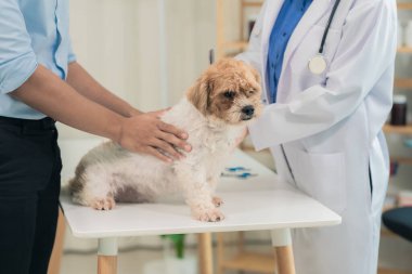 Üniformalı dost canlısı bir erkek veteriner, veteriner asistanı veteriner kliniğinde ona bakarken sevimli bir köpeği muayene eder..