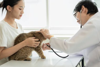 Veteriner kliniğinde randevu, profesyonel bir erkek kedi sahibiyle muayene masasında çalışıyor ve hayvan hastanesinde kedi yavrusunu muayene ediyor.
