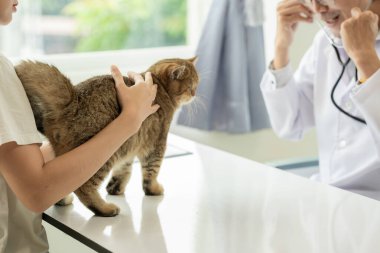 Veteriner kliniğinde randevu, profesyonel bir erkek kedi sahibiyle muayene masasında çalışıyor ve hayvan hastanesinde kedi yavrusunu muayene ediyor.
