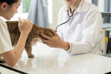 Veteriner kliniğinde randevu, profesyonel bir erkek kedi sahibiyle muayene masasında çalışıyor ve hayvan hastanesinde kedi yavrusunu muayene ediyor.