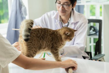 Veteriner kliniğinde randevu, profesyonel bir erkek kedi sahibiyle muayene masasında çalışıyor ve hayvan hastanesinde kedi yavrusunu muayene ediyor.
