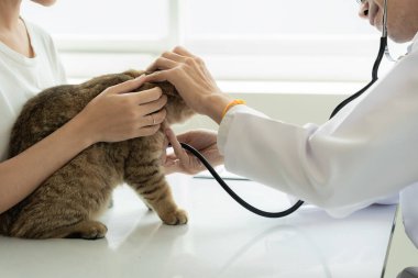 Veteriner kliniğinde randevu, profesyonel bir erkek kedi sahibiyle muayene masasında çalışıyor ve hayvan hastanesinde kedi yavrusunu muayene ediyor.