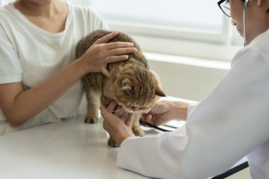 Veteriner kliniğinde randevu, profesyonel bir erkek kedi sahibiyle muayene masasında çalışıyor ve hayvan hastanesinde kedi yavrusunu muayene ediyor.