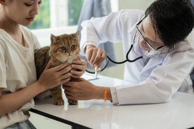 Veteriner kliniğinde randevu, profesyonel bir erkek kedi sahibiyle muayene masasında çalışıyor ve hayvan hastanesinde kedi yavrusunu muayene ediyor.
