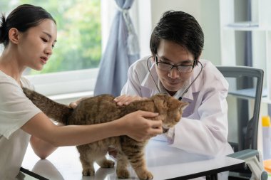 Veteriner kliniğinde randevu, profesyonel bir erkek kedi sahibiyle muayene masasında çalışıyor ve hayvan hastanesinde kedi yavrusunu muayene ediyor.