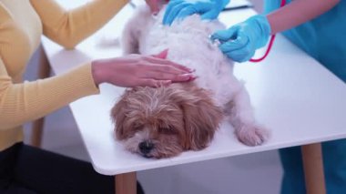 Klinikte sağlık kontrolü sırasında veteriner kucağında sevimli bir köpek yavrusu, veteriner kliniği gelişimi, hayvan sağlığı ve tedavi konsepti üzerine uzanır.