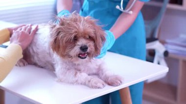 Klinikte sağlık kontrolü sırasında veteriner kucağında sevimli bir köpek yavrusu, veteriner kliniği gelişimi, hayvan sağlığı ve tedavi konsepti üzerine uzanır.