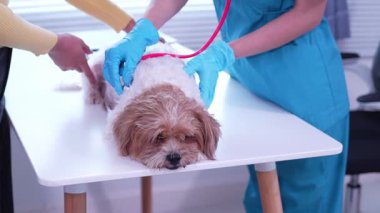 Klinikte sağlık kontrolü sırasında veteriner kucağında sevimli bir köpek yavrusu, veteriner kliniği gelişimi, hayvan sağlığı ve tedavi konsepti üzerine uzanır.