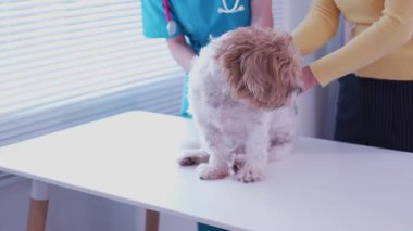 Klinikte sağlık kontrolü sırasında veteriner kucağında sevimli bir köpek yavrusu, veteriner kliniği gelişimi, hayvan sağlığı ve tedavi konsepti üzerine uzanır.