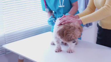 Klinikte sağlık kontrolü sırasında veteriner kucağında sevimli bir köpek yavrusu, veteriner kliniği gelişimi, hayvan sağlığı ve tedavi konsepti üzerine uzanır.