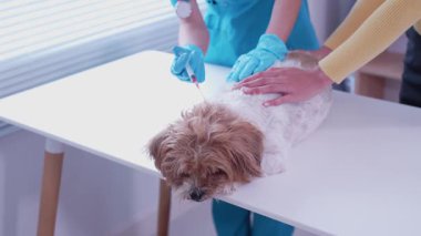 Klinikte sağlık kontrolü sırasında veteriner kucağında sevimli bir köpek yavrusu, veteriner kliniği gelişimi, hayvan sağlığı ve tedavi konsepti üzerine uzanır.