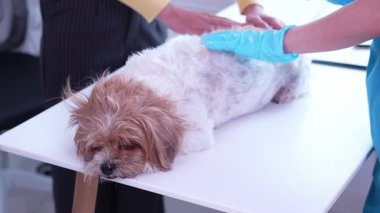 Klinikte sağlık kontrolü sırasında veteriner kucağında sevimli bir köpek yavrusu, veteriner kliniği gelişimi, hayvan sağlığı ve tedavi konsepti üzerine uzanır.