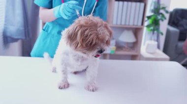 Klinikte sağlık kontrolü sırasında veteriner kucağında sevimli bir köpek yavrusu, veteriner kliniği gelişimi, hayvan sağlığı ve tedavi konsepti üzerine uzanır.