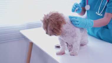 Klinikte sağlık kontrolü sırasında veteriner kucağında sevimli bir köpek yavrusu, veteriner kliniği gelişimi, hayvan sağlığı ve tedavi konsepti üzerine uzanır.