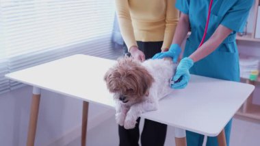 Klinikte sağlık kontrolü sırasında veteriner kucağında sevimli bir köpek yavrusu, veteriner kliniği gelişimi, hayvan sağlığı ve tedavi konsepti üzerine uzanır.
